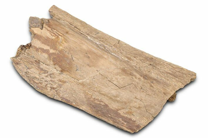 Hadrosaur (Edmontosaurus) Vertebra Spinous Process - Wyoming #381185